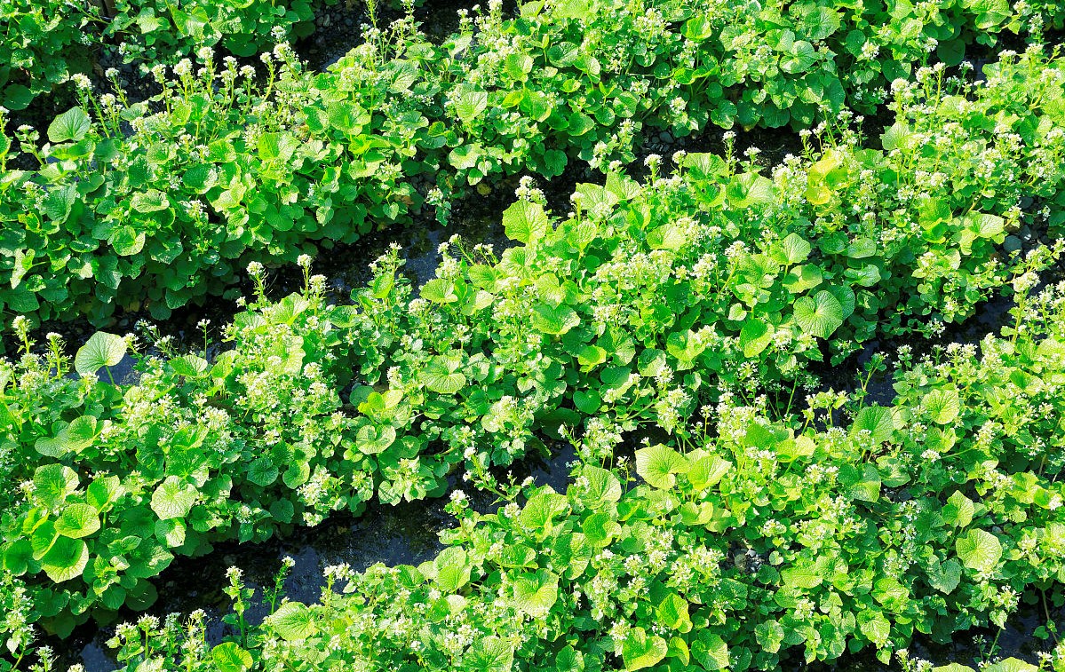 Wasabia Japonica Or Japanese Horseradish Leaves Stock Photo - Image Of